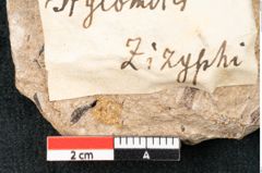 Foto (Detailansicht) von Xylomites zizyphi Ettingshausen (NHMW-GEO-2024-0188-8202)